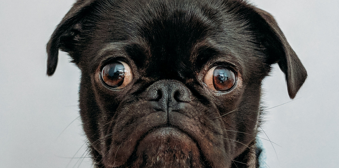 Dexter's Pet Boutique 