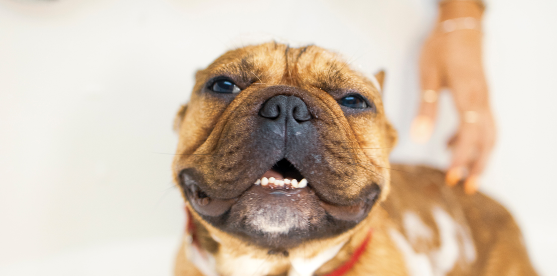 Dexter's Pet Boutique 