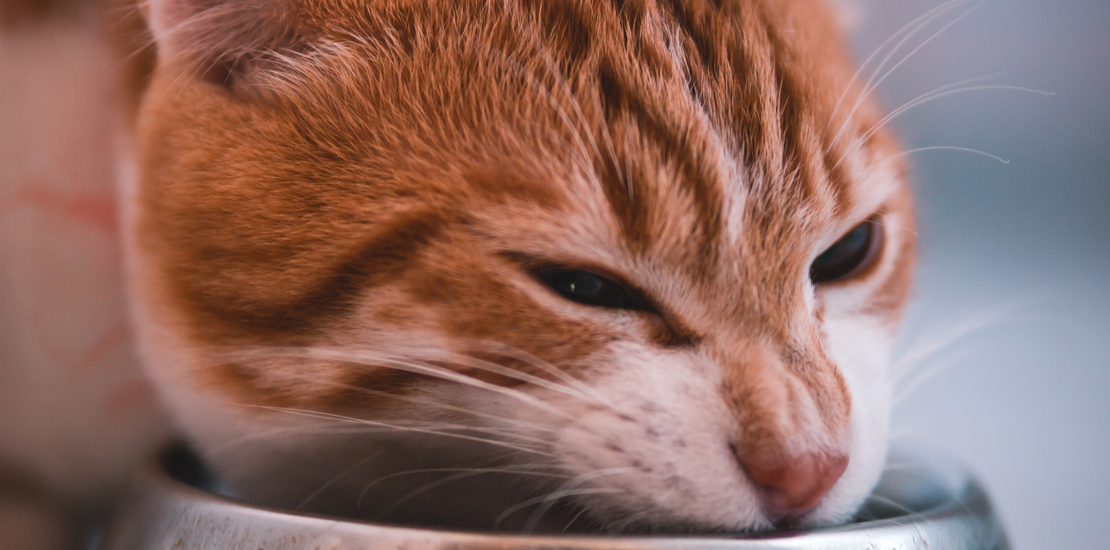 Dexter's Pet Boutique 