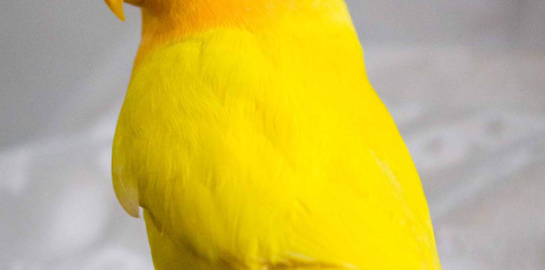 Dexter's Pet Boutique 