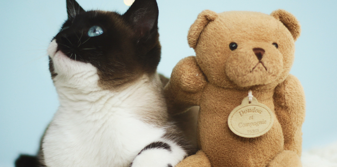 Dexter's Pet Boutique 