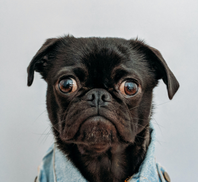 Dexter's Pet Boutique 