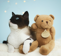 Dexter's Pet Boutique 