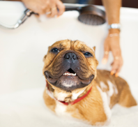 Dexter's Pet Boutique 