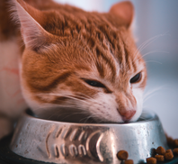 Dexter's Pet Boutique 