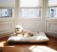 Dexter's Pet Boutique 