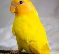 Dexter's Pet Boutique 