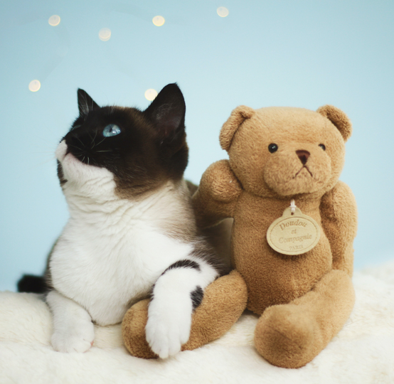 Dexter's Pet Boutique