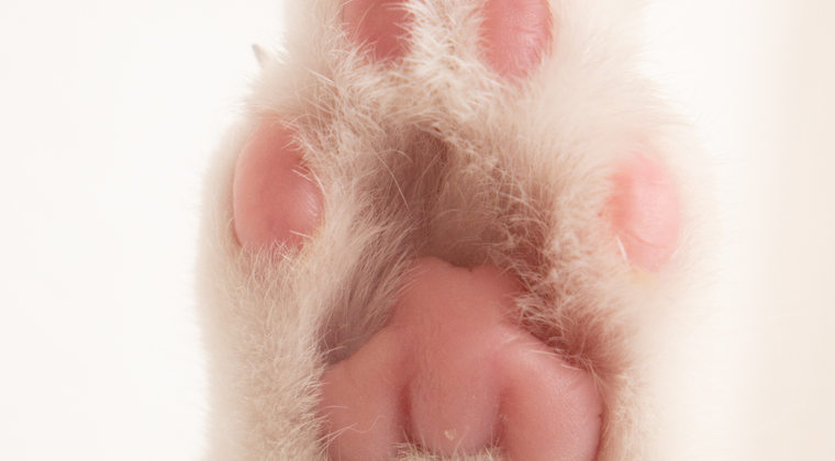 Dexter's Pet Boutique