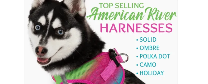 Dexter's Pet Boutique 