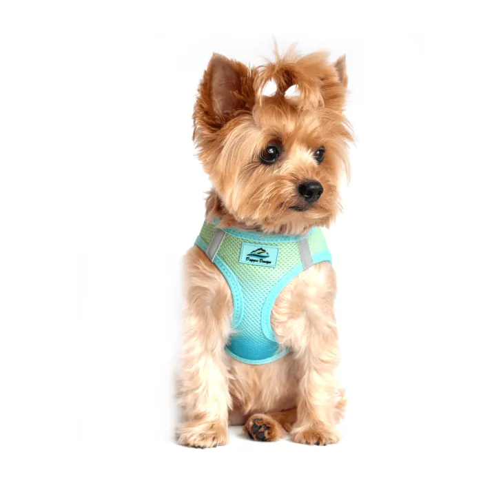 Dexter's Pet Boutique