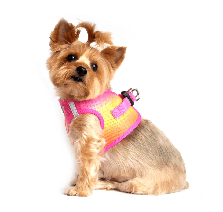 Dexter's Pet Boutique