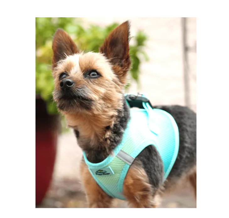 Dexter's Pet Boutique