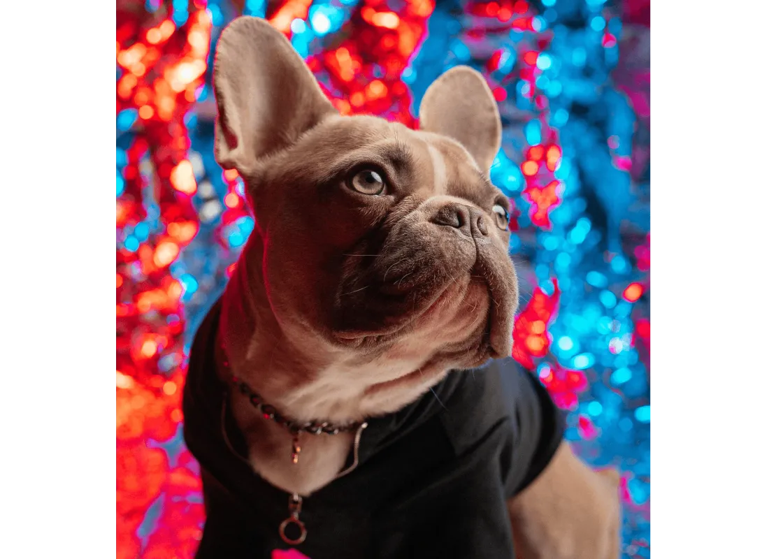 Dexter's Pet Boutique 