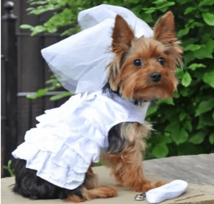 Dexter's Pet Boutique