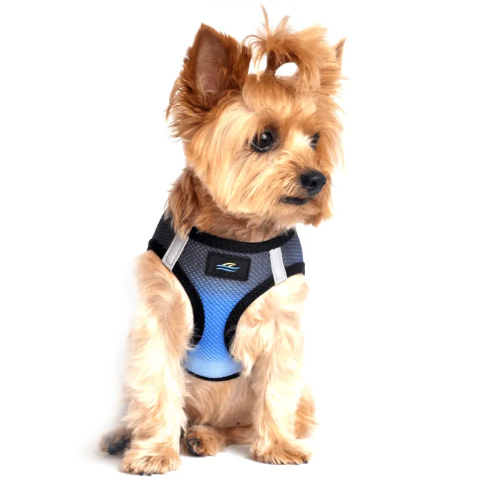 Dexter's Pet Boutique