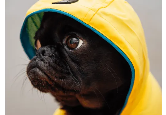 Dexter's Pet Boutique