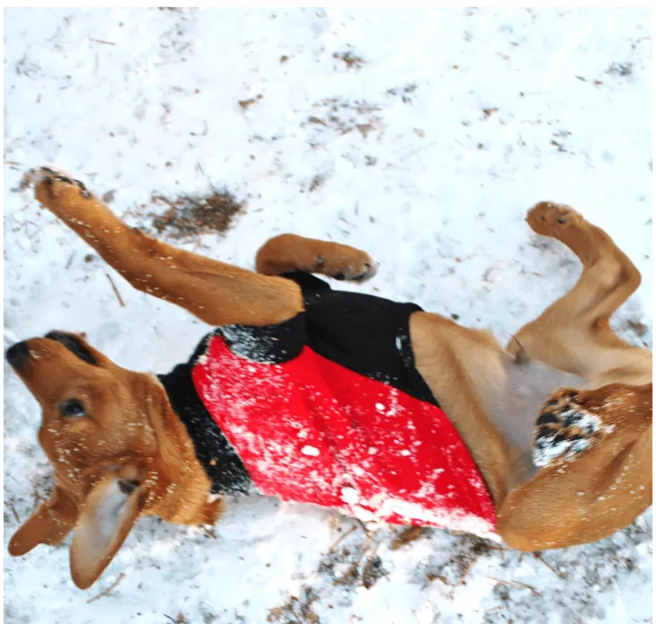 Dexter's Pet Boutique