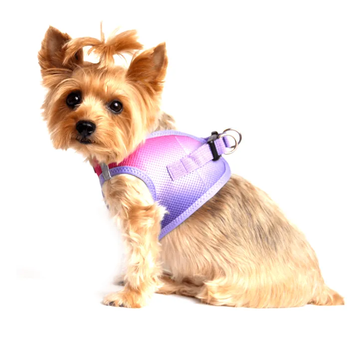 Dexter's Pet Boutique