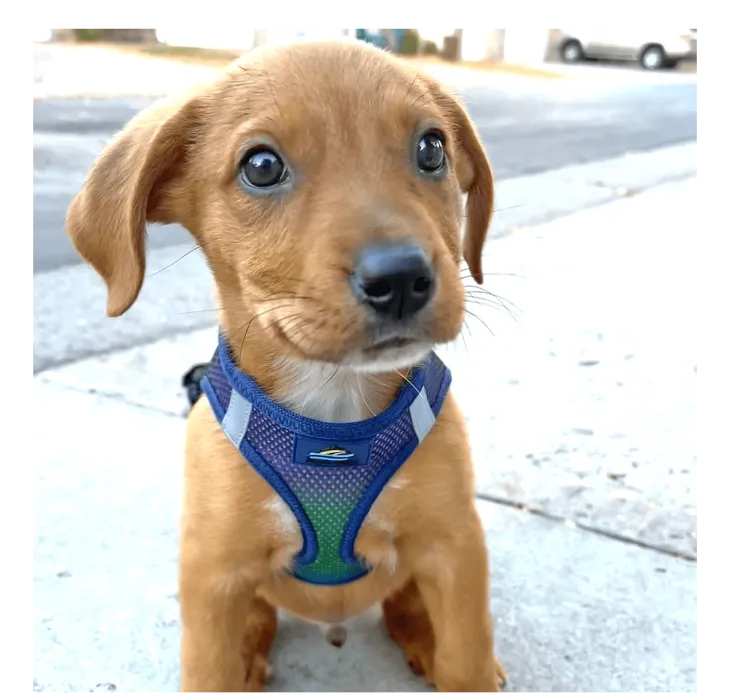 Dexter's Pet Boutique 