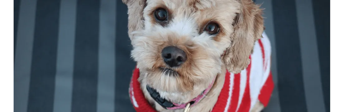 Dexter's Pet Boutique