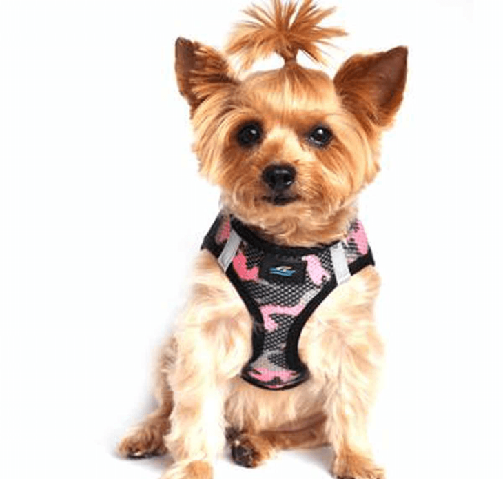 Dexter's Pet Boutique