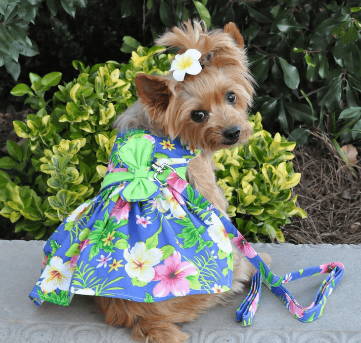 Dexter's Pet Boutique