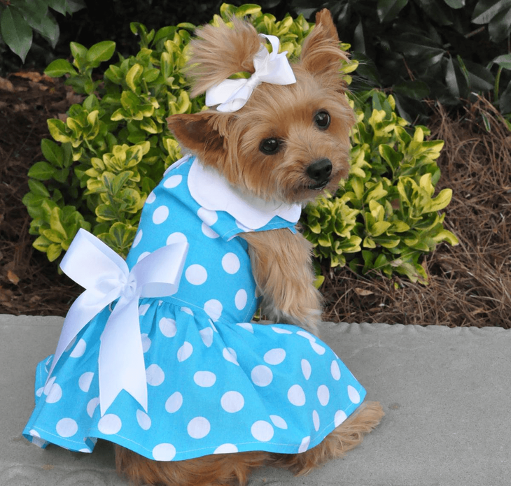 Dexter's Pet Boutique