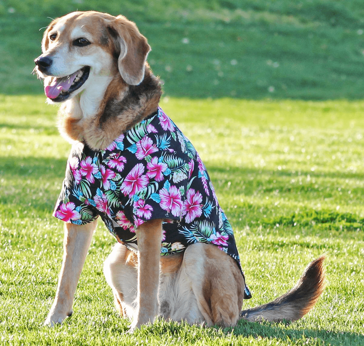 Dexter's Pet Boutique