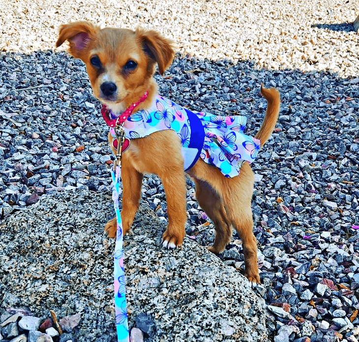 Dexter's Pet Boutique