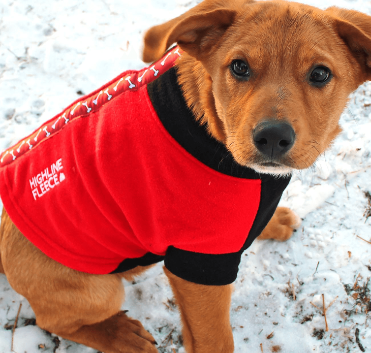 Dexter's Pet Boutique