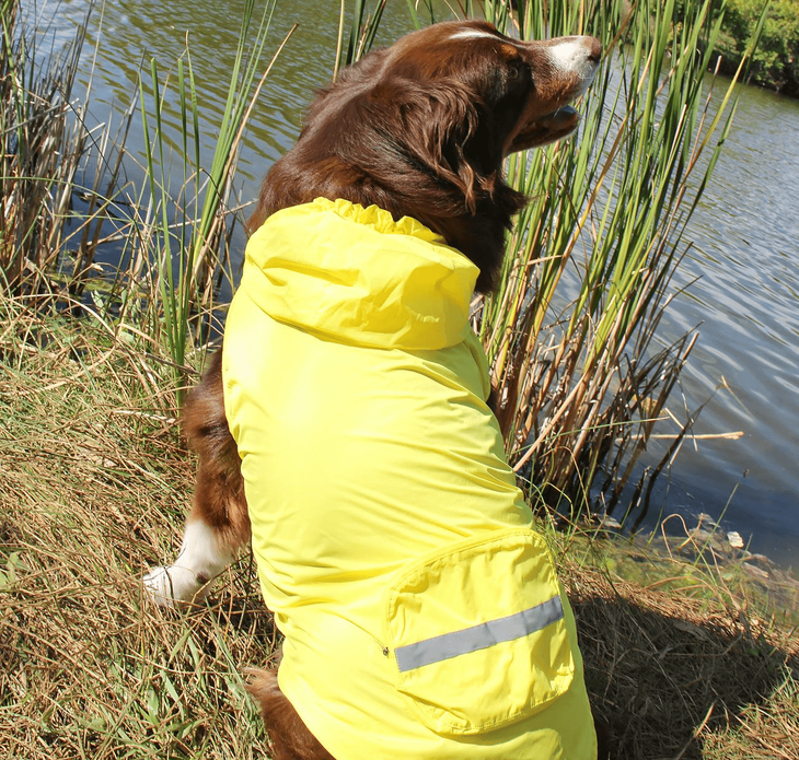 Dexter's Pet Boutique 