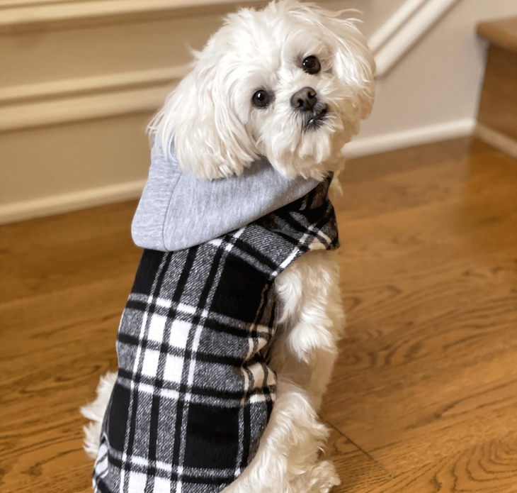 Dexter's Pet Boutique