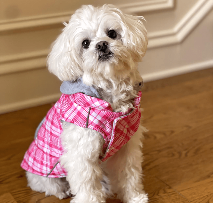 Dexter's Pet Boutique