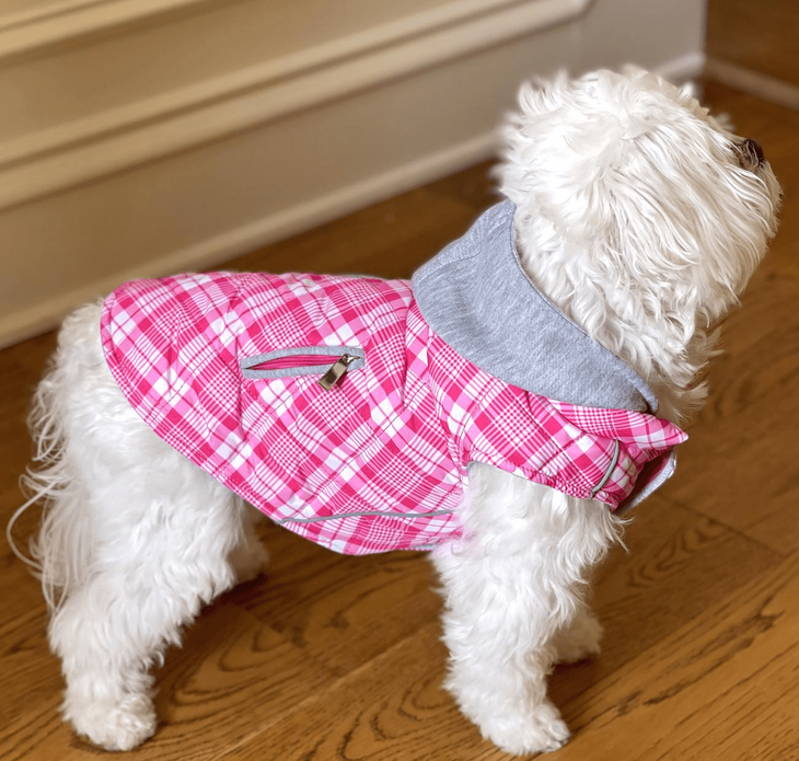 Dexter's Pet Boutique