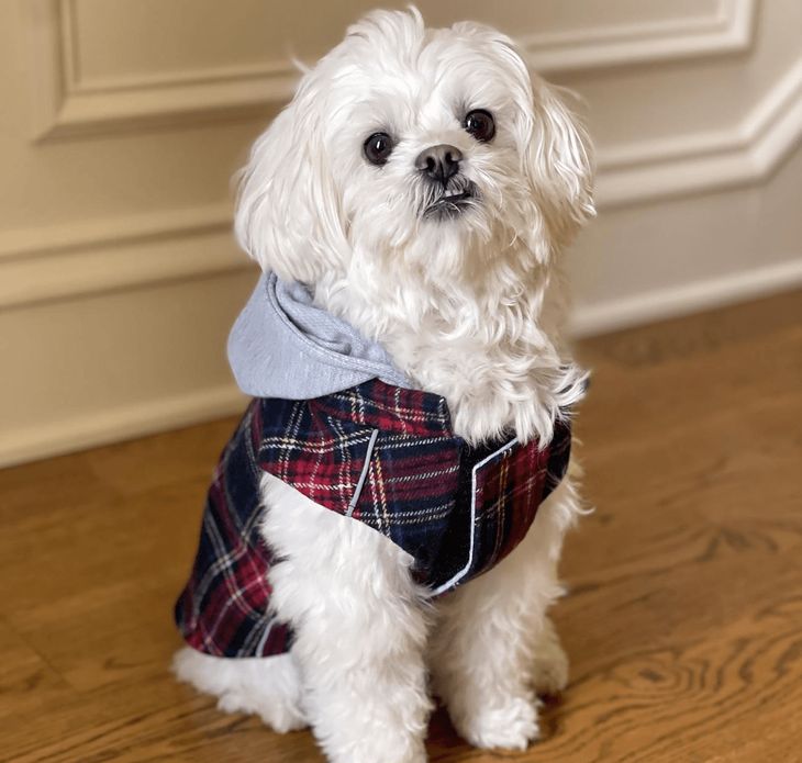 Dexter's Pet Boutique