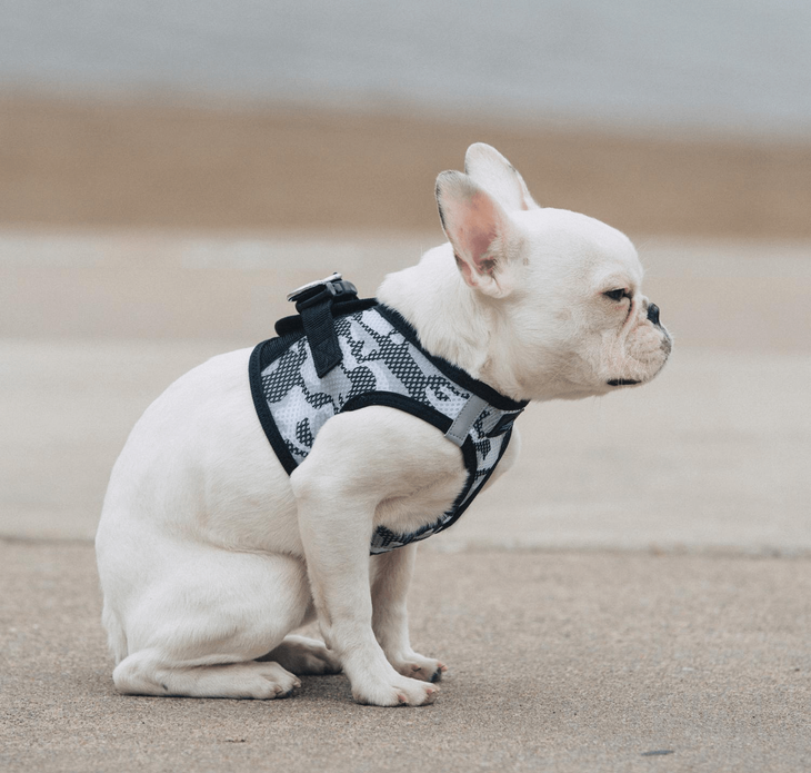 Dexter's Pet Boutique 