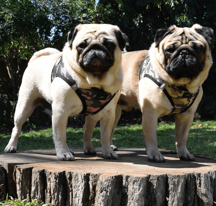 Dexter's Pet Boutique