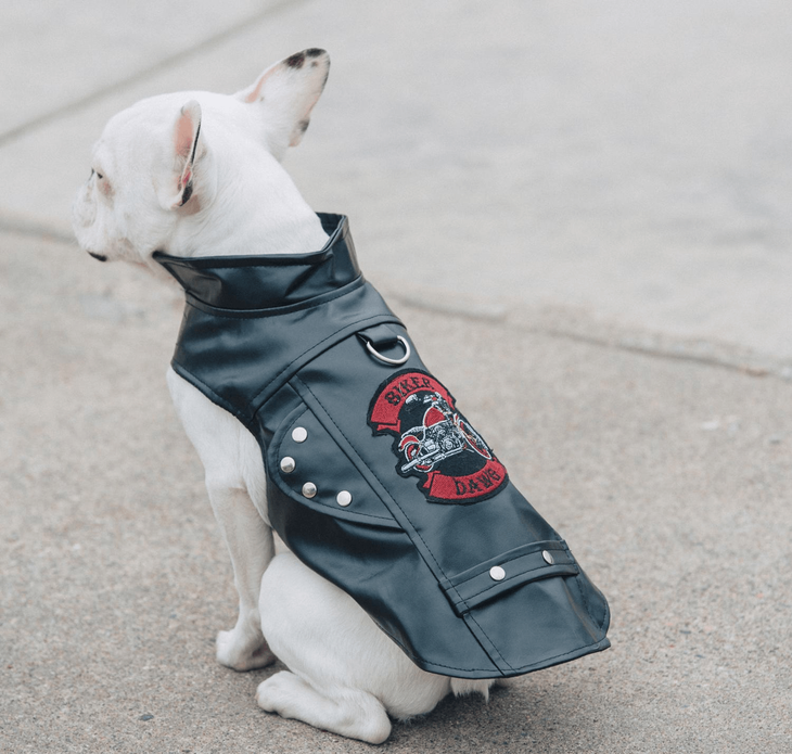 Dexter's Pet Boutique 