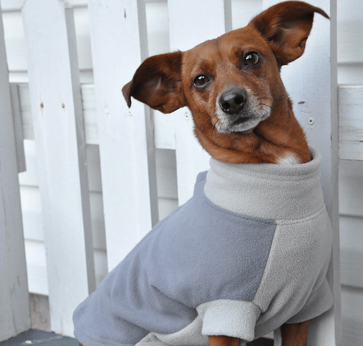 Dexter's Pet Boutique