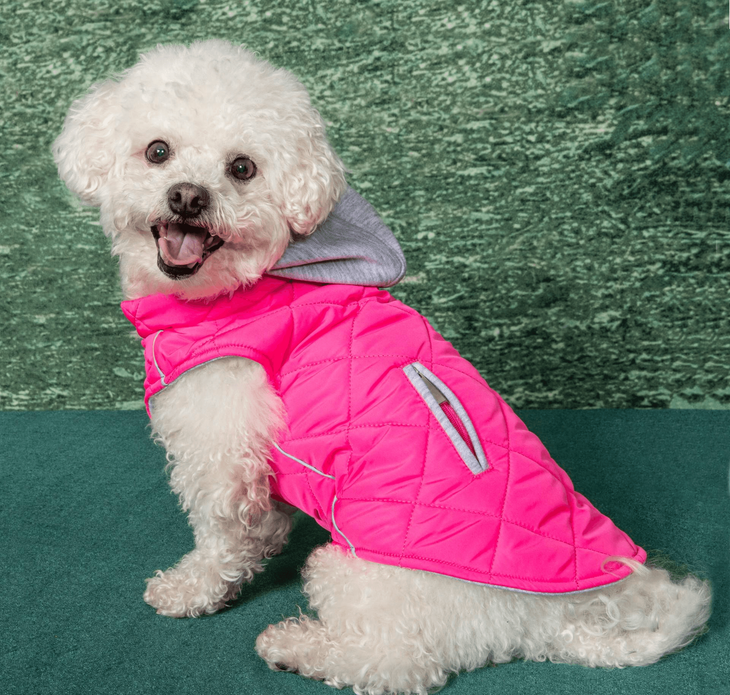 Dexter's Pet Boutique