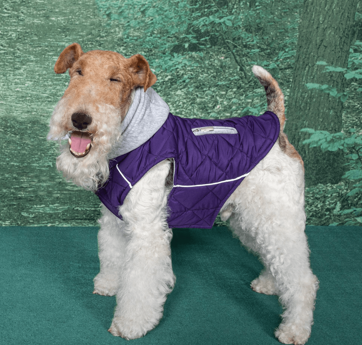 Dexter's Pet Boutique