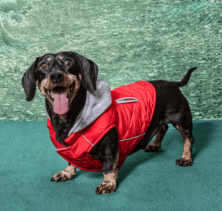 Dexter's Pet Boutique