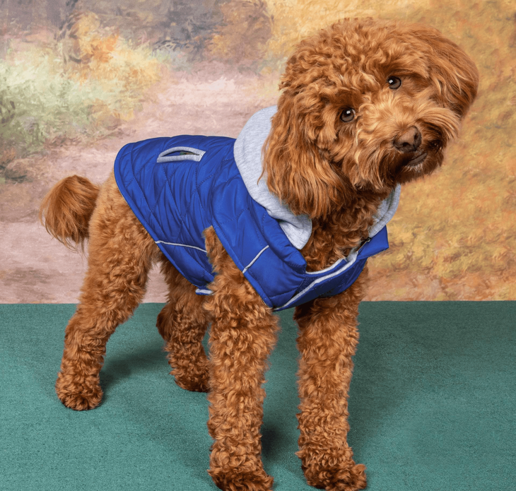 Dexter's Pet Boutique