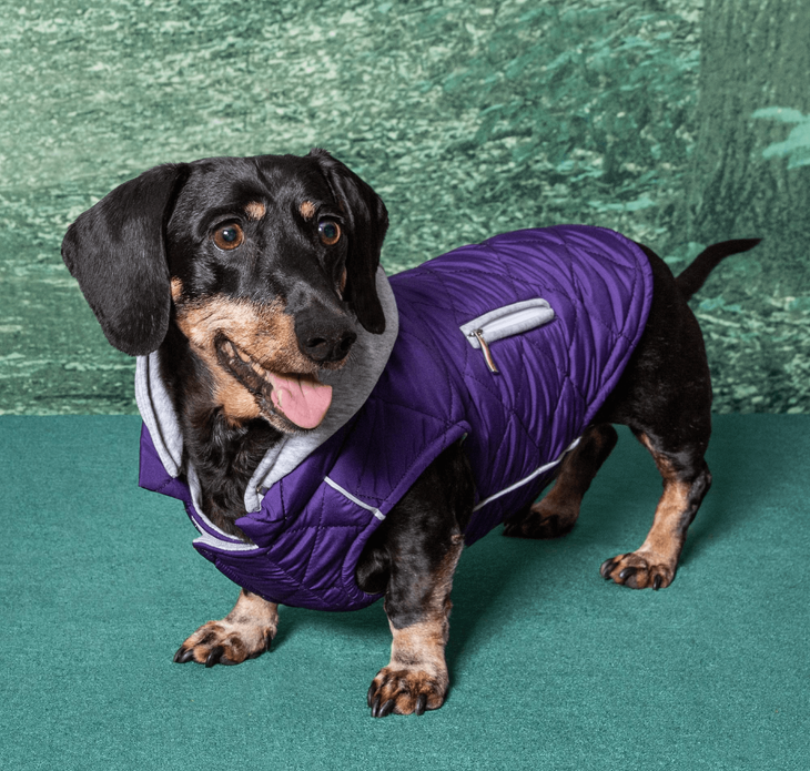 Dexter's Pet Boutique