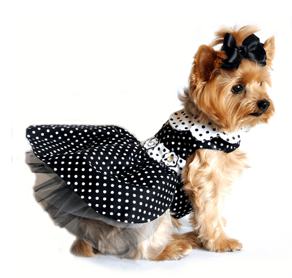 Dexter's Pet Boutique