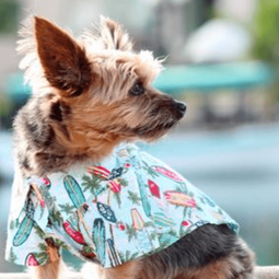 Dexter's Pet Boutique 