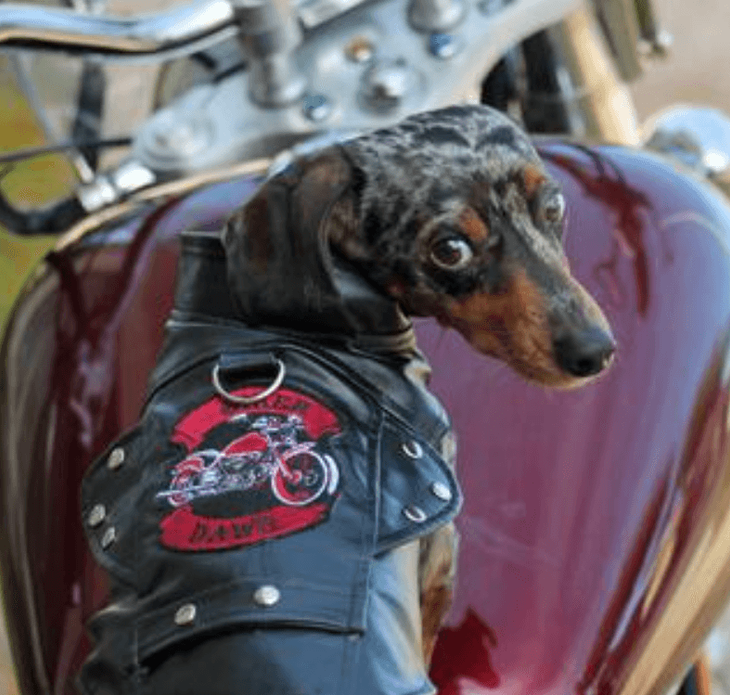 Dexter's Pet Boutique 