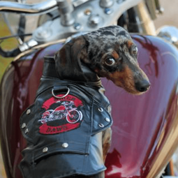 Dexter's Pet Boutique 