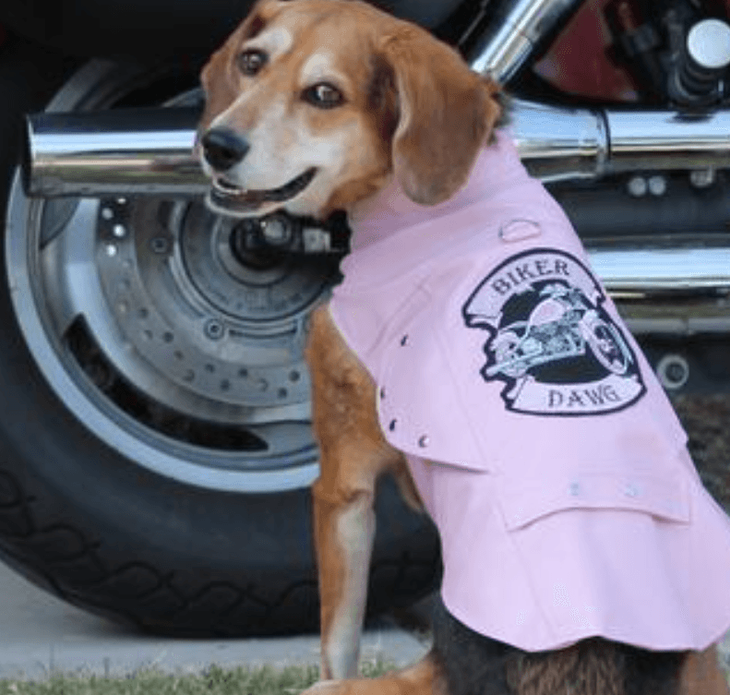 Dexter's Pet Boutique